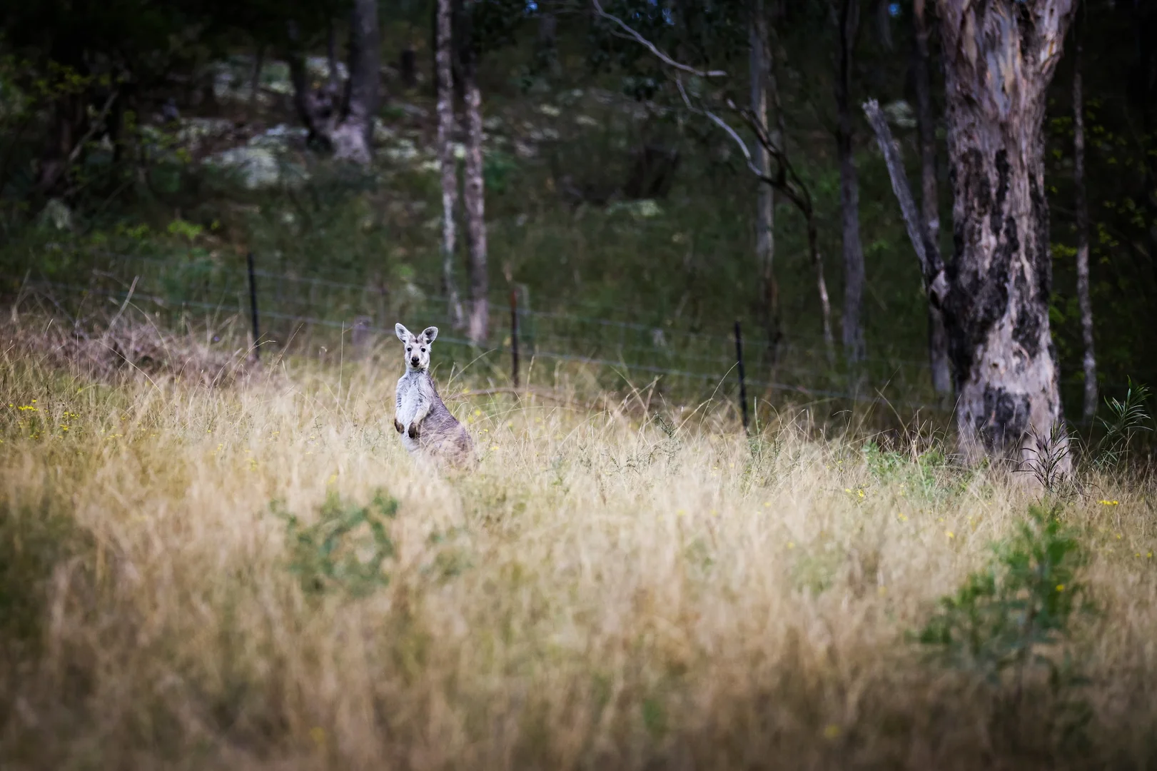 Additional image 49 of 159 Donalds Range Road, Razorback NSW 2571