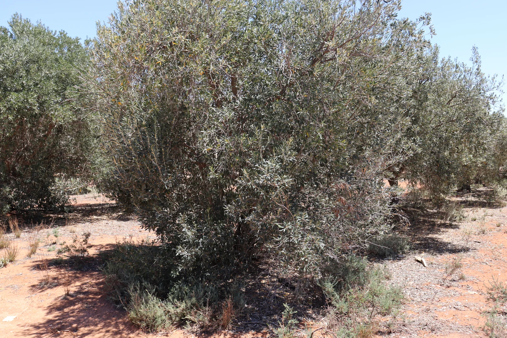 Additional image 23 of 73 Garrett Road, Glossop SA 5344