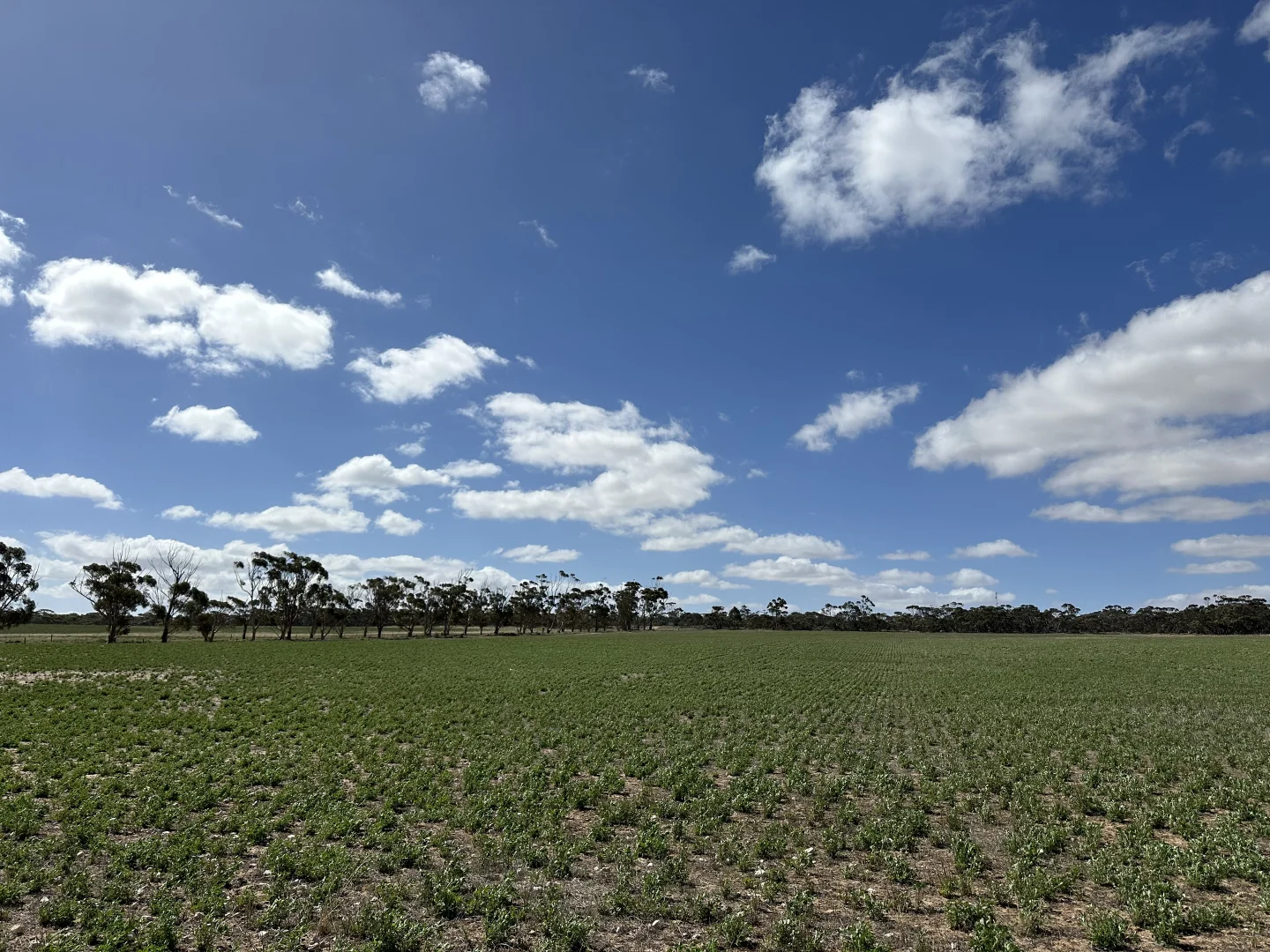 Additional image 3 of 4910 Mallee Highway, Peake SA 5301