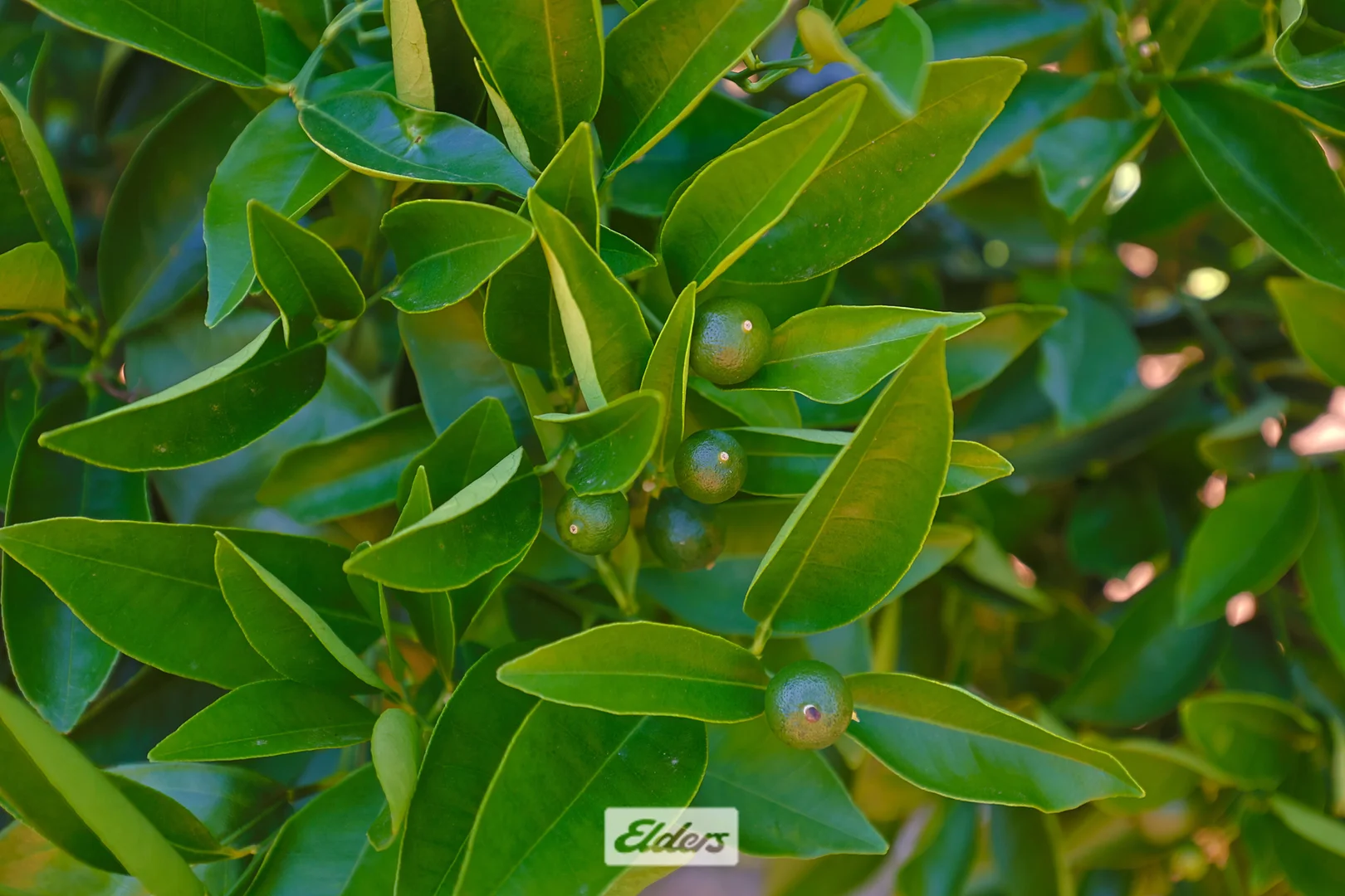 Additional image 2 of 310 Delta Road, Curlwaa NSW 2648