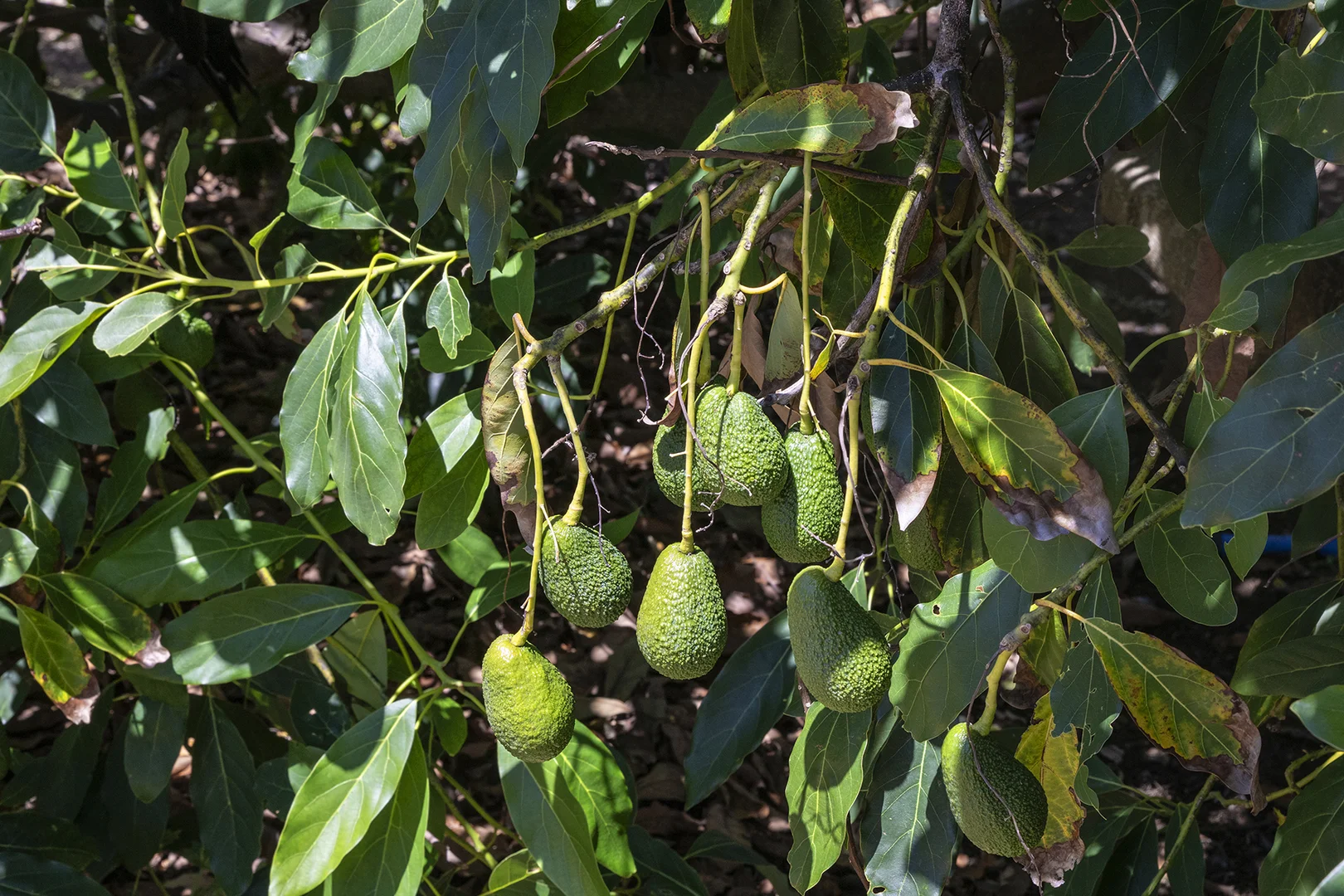 Additional image 18 of 17 York Street, Augusta WA 6290