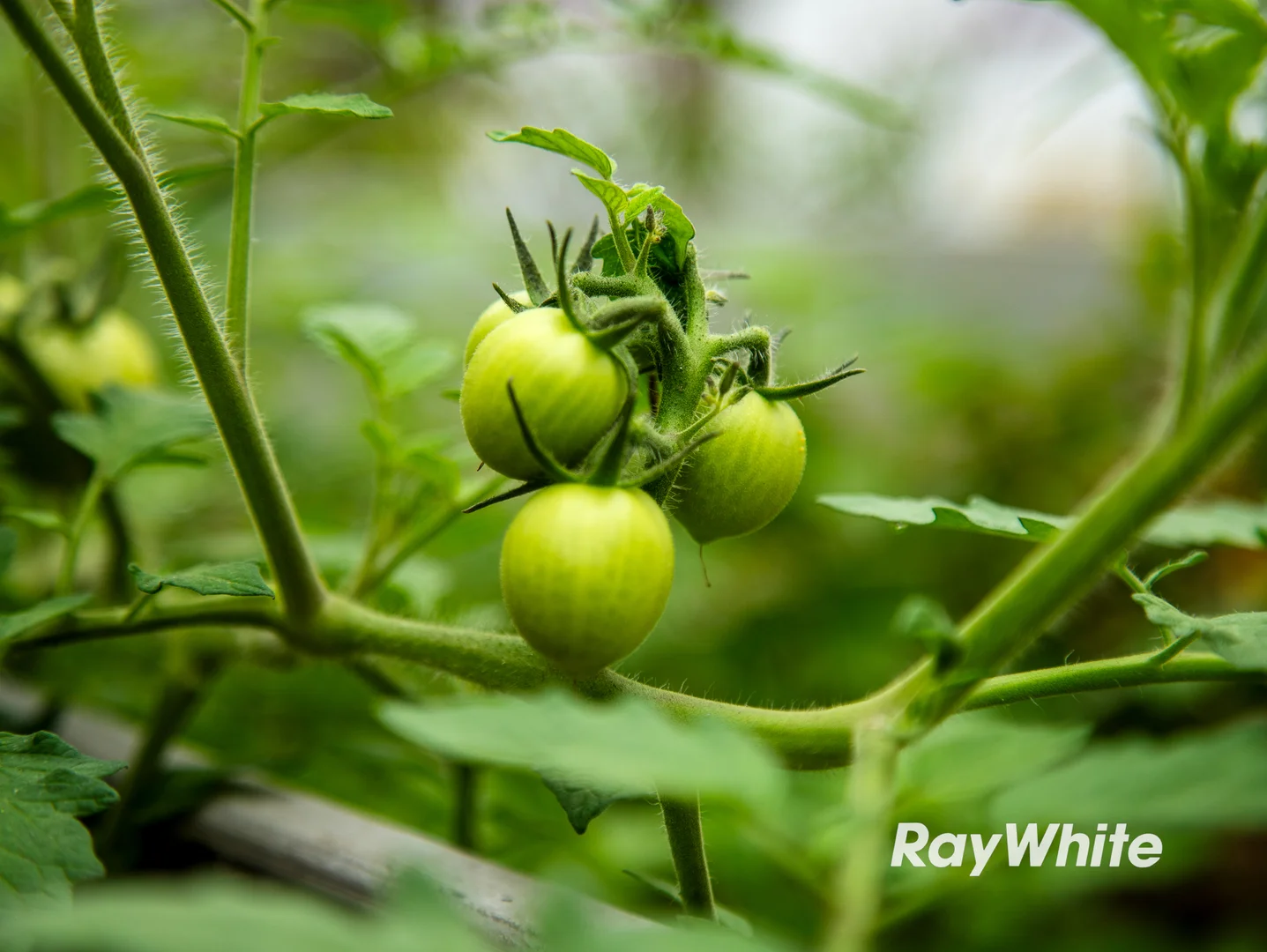 Additional image 55 of 1103 Congo Road, Meringo NSW 2537