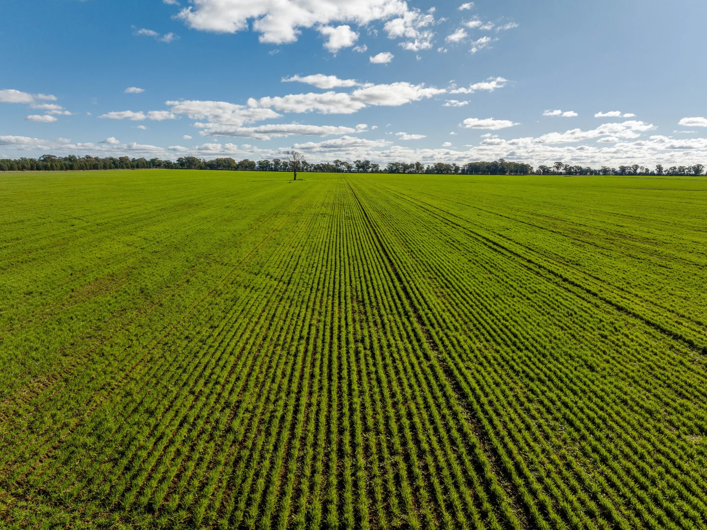 Additional image 10 of 795 Younga Plains Rd, West Wyalong NSW 2671