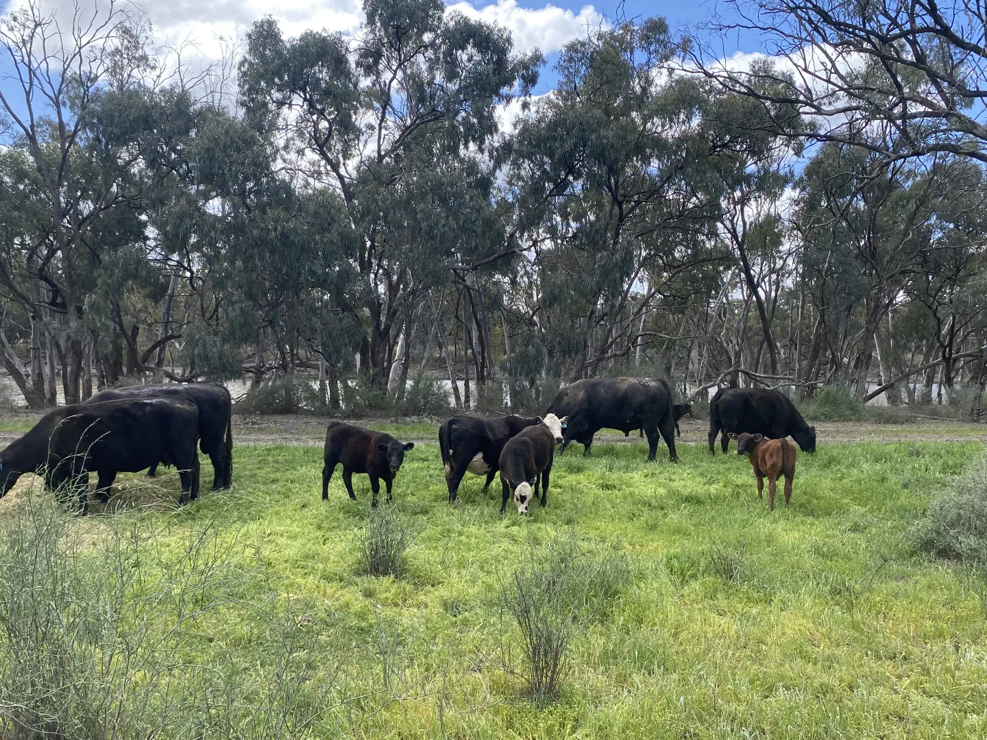 Additional image 48 of 'Wetuppa' 245 Fisher Lane, Wetuppa NSW 2734