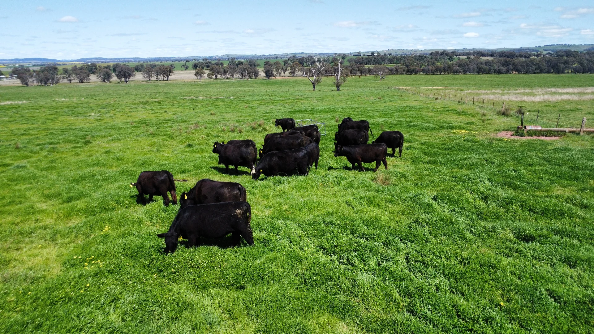 Additional image 14 of Young NSW 2594