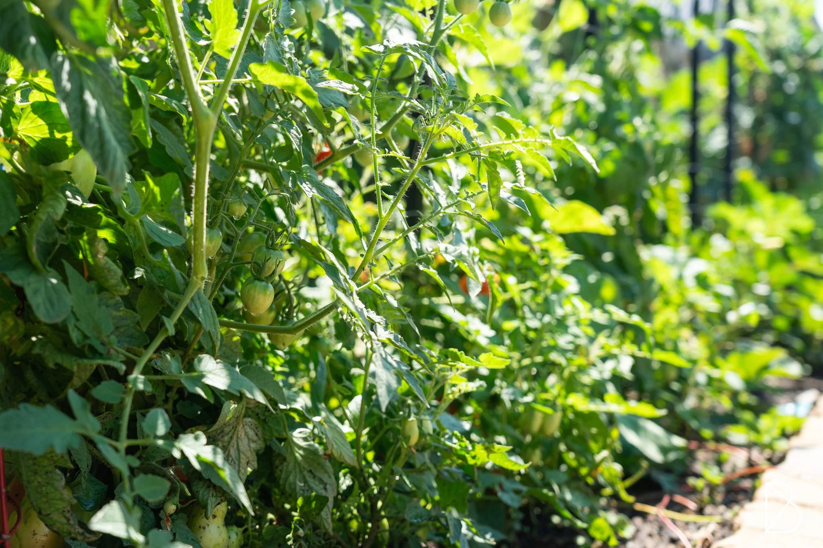 Additional image 25 of 6 Shillam Chase, Whitlam ACT 2611