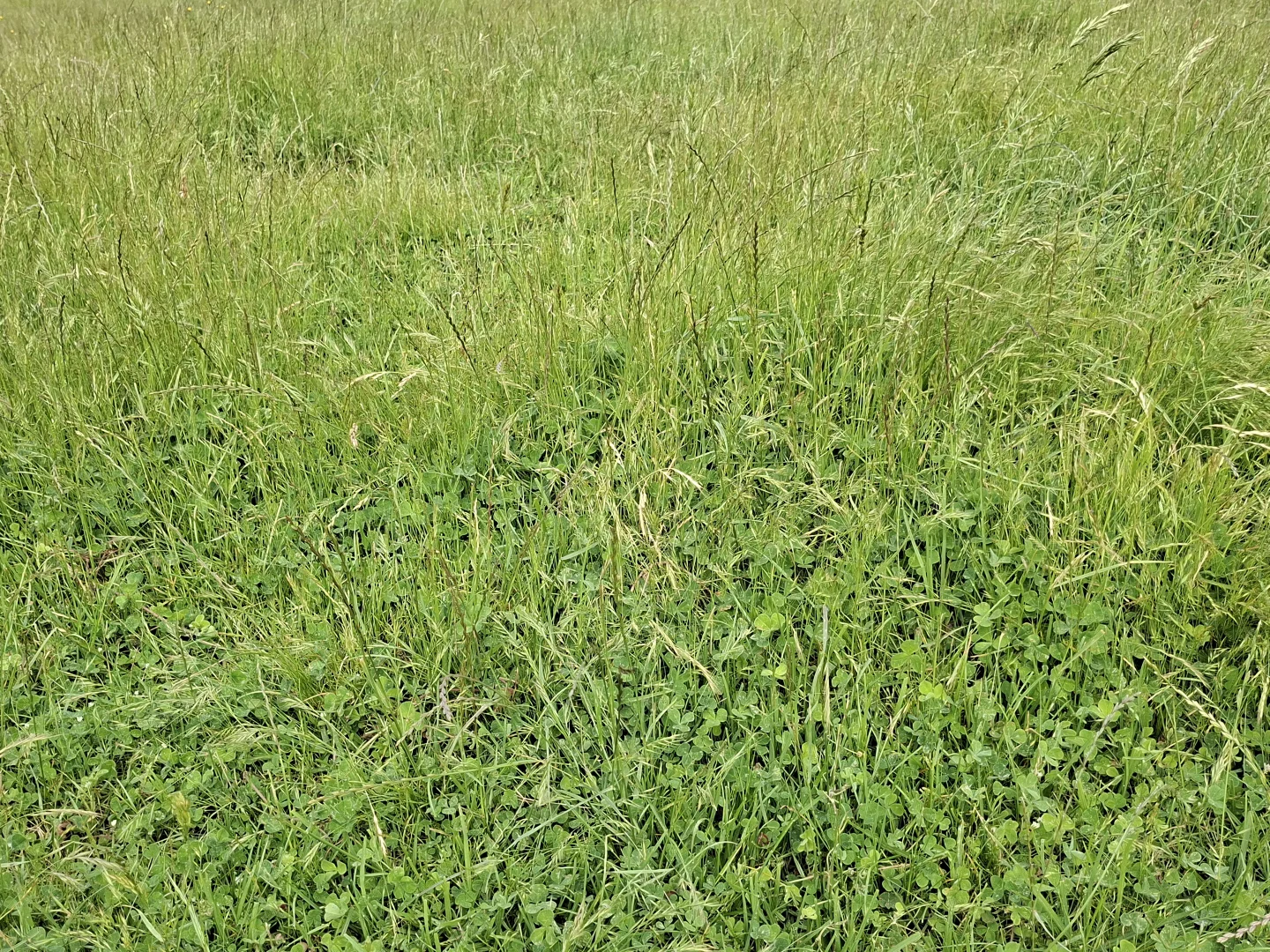 Additional image 41 of 38491 South Western Highway, Broke WA 6398