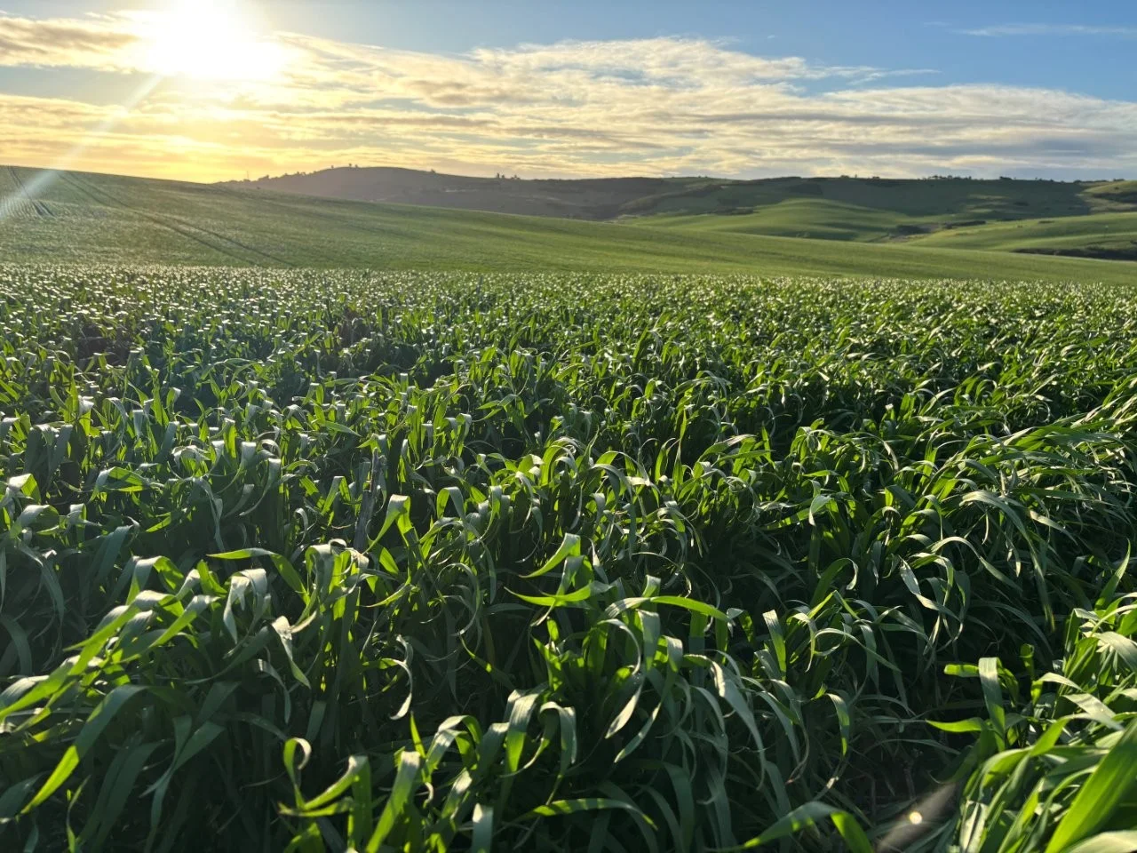 Lot 5 McAvaney Lane, Whites Flat SA 5607