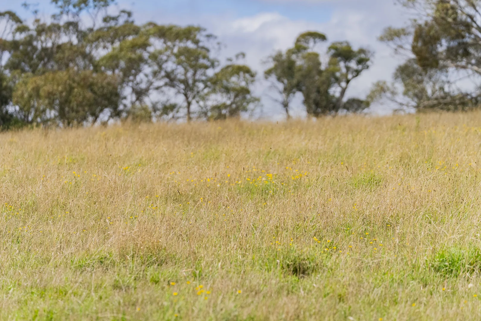 Additional image 22 of 251 Mount Rae Road, Roslyn NSW 2580