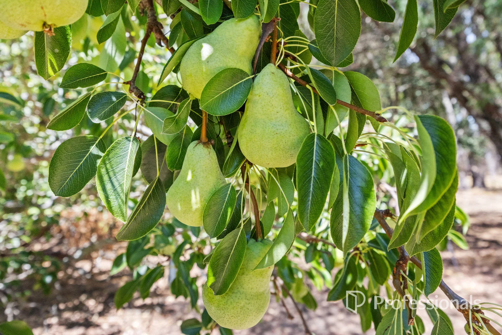 Additional image 25 of 5878 Bussell Highway, Abbey WA 6280