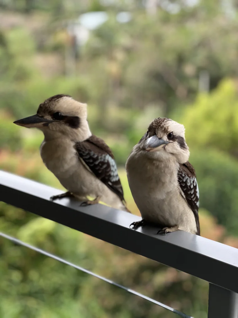 Additional image 20 of 82 Contour Road, Tamborine Mountain QLD 4272
