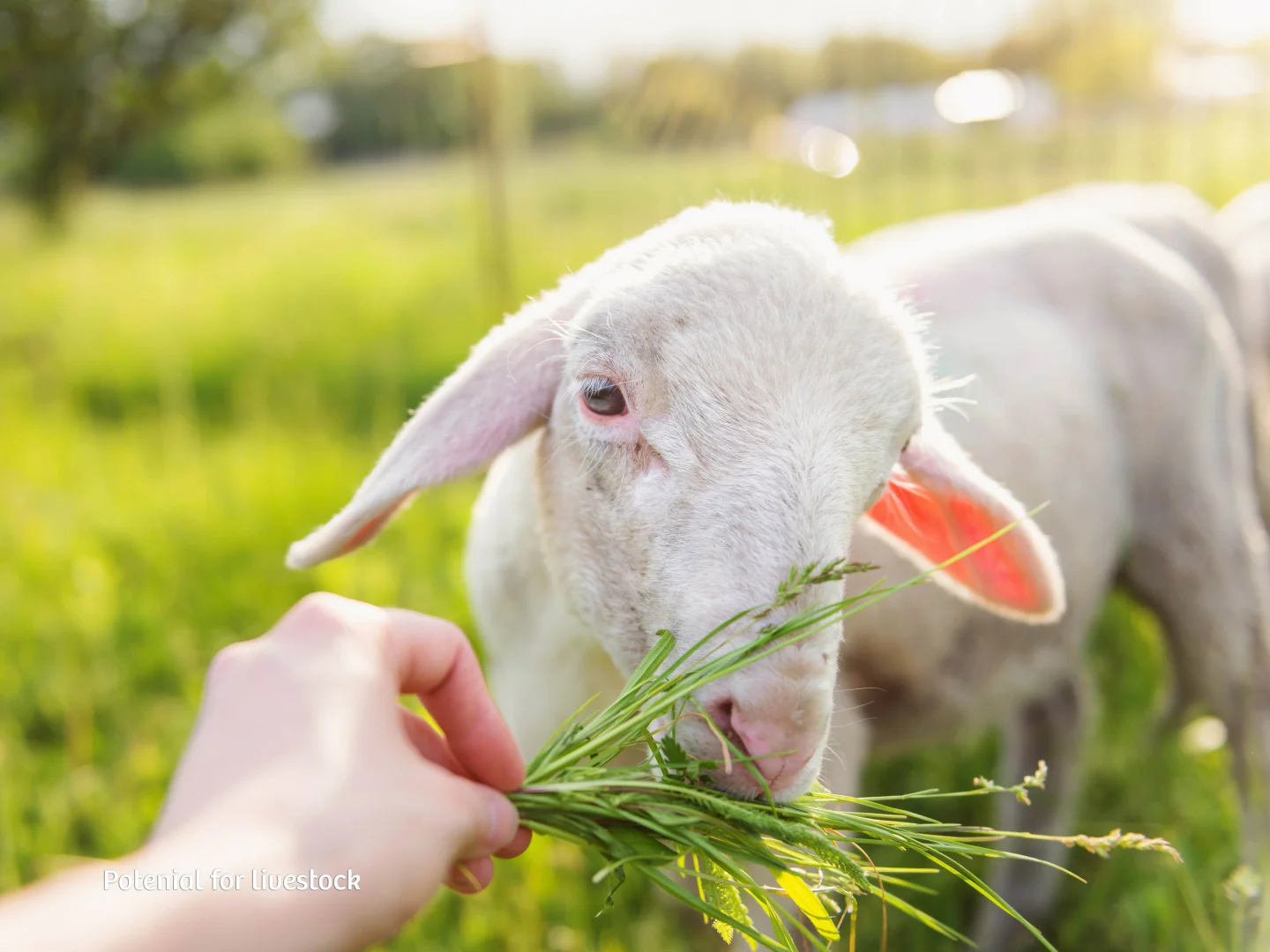 Additional image 20 of 375 Gilberts Road, Cobargo NSW 2550