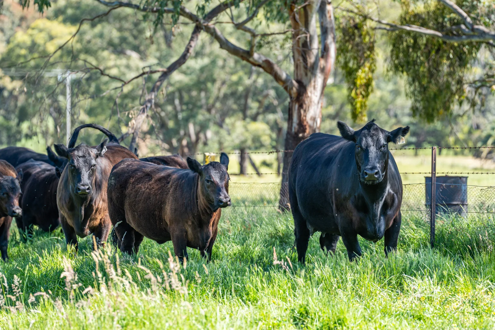 Additional image 25 of 60 Darmodys Road, Leneva VIC 3691