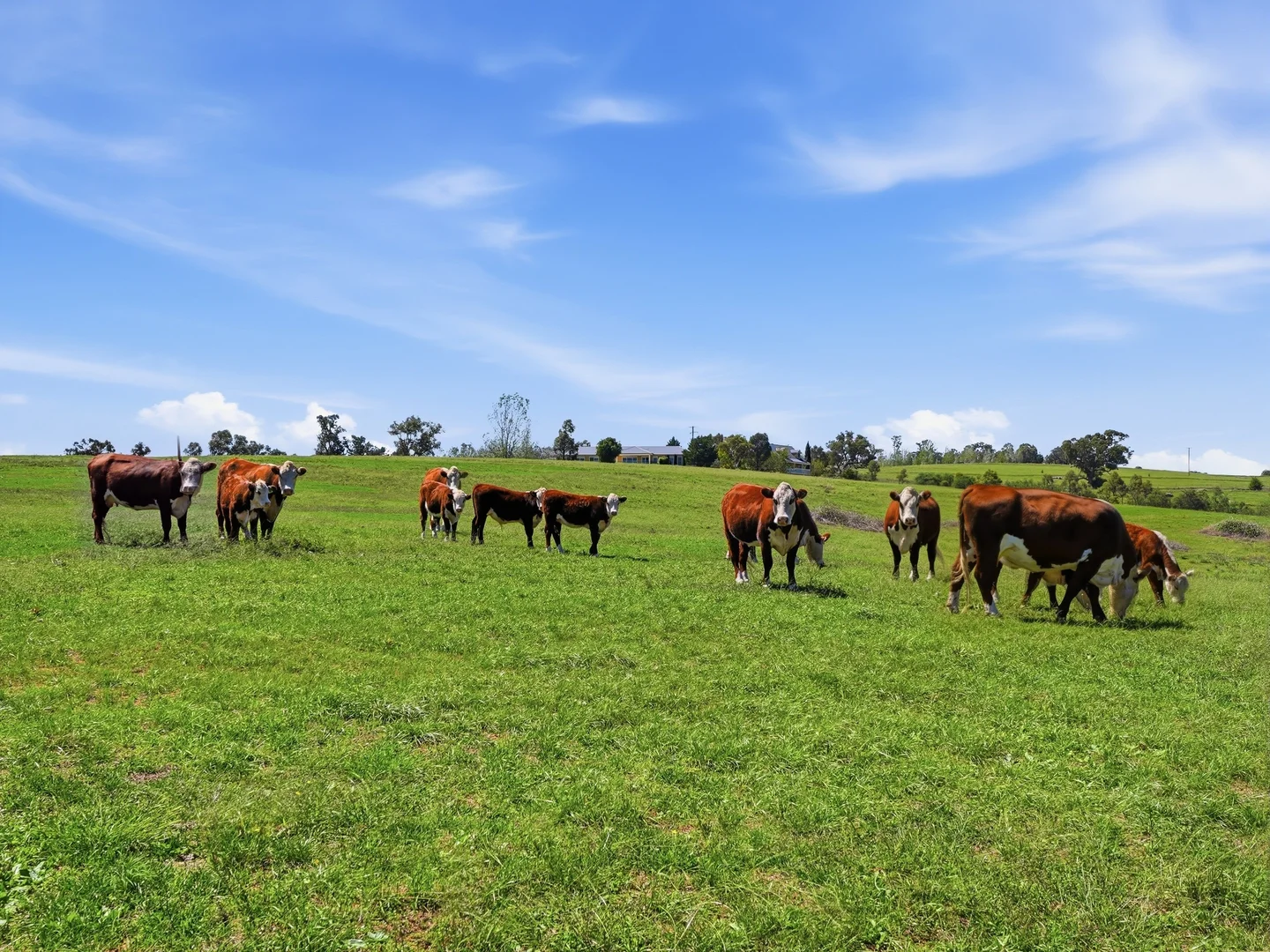 Additional image 37 of 808 White Rock Road, Bathurst NSW 2795