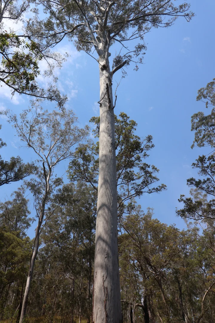 Additional image 16 of 100 Moogem Road, Moogem NSW 2370