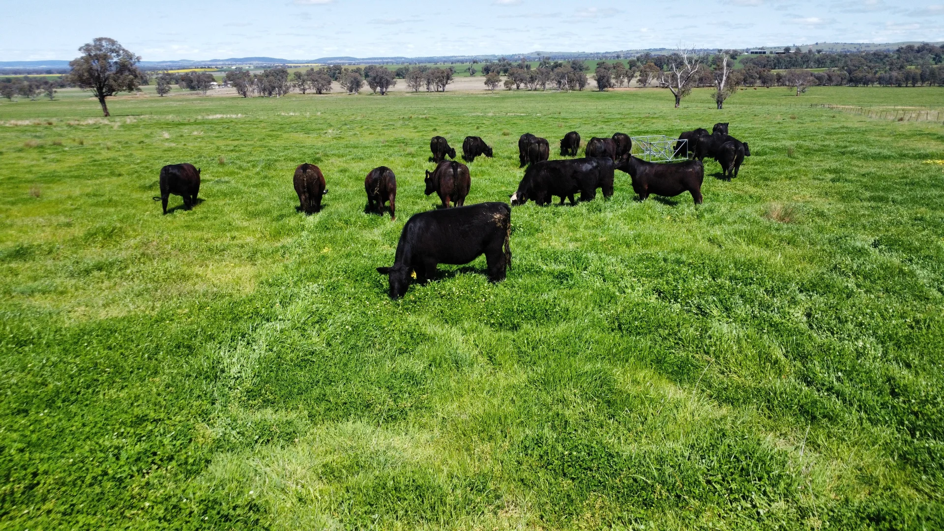 Additional image 4 of Young NSW 2594