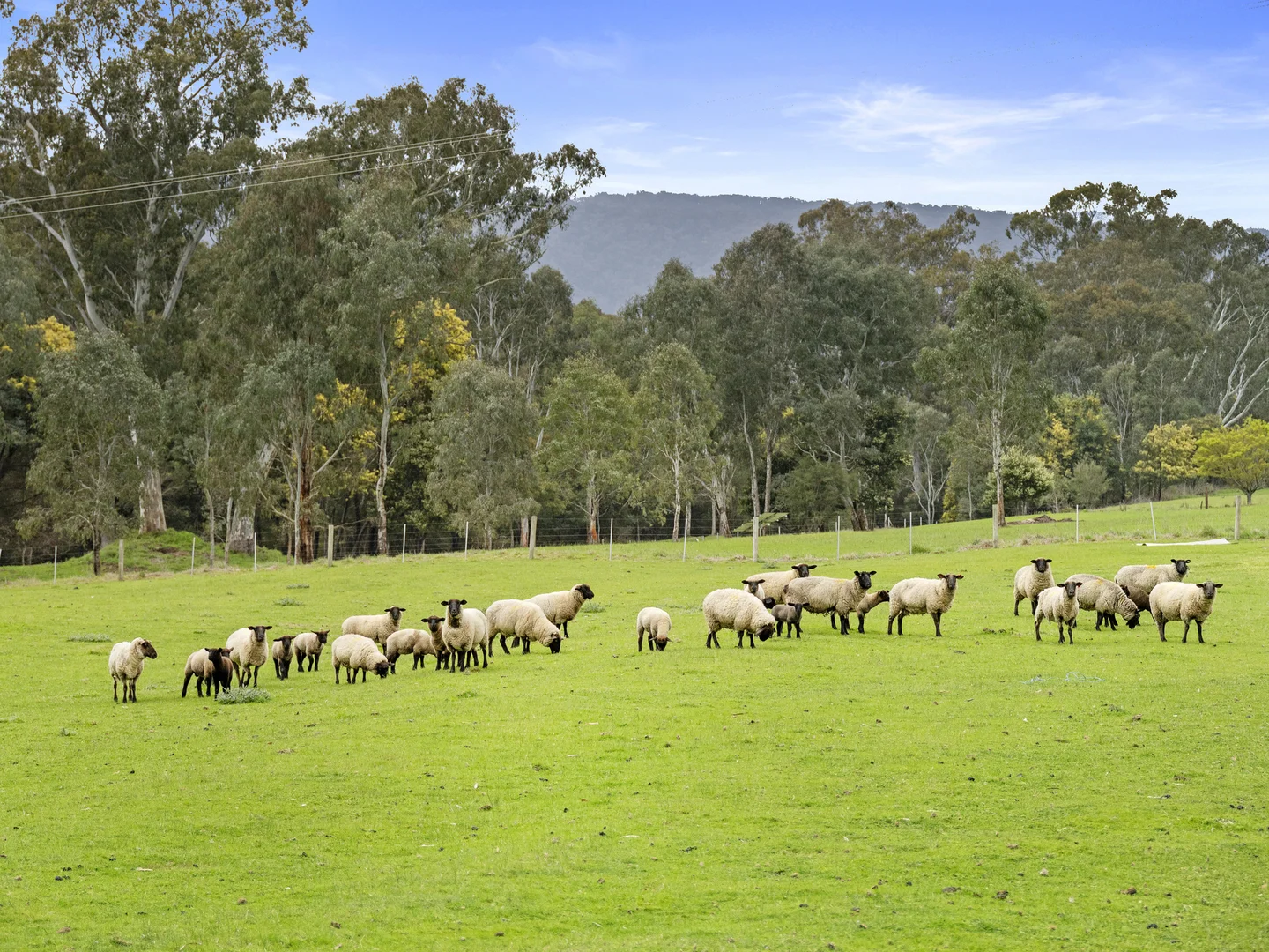 Additional image 42 of 290 Goulburn Valley Highway, Eildon VIC 3713
