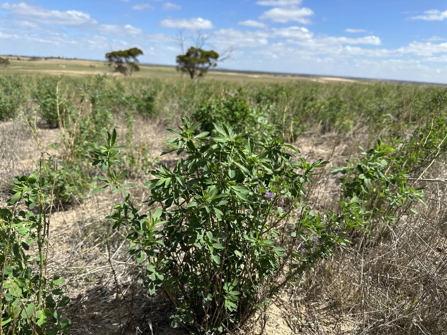 Additional image 2 of 4910 Mallee Highway, Peake SA 5301