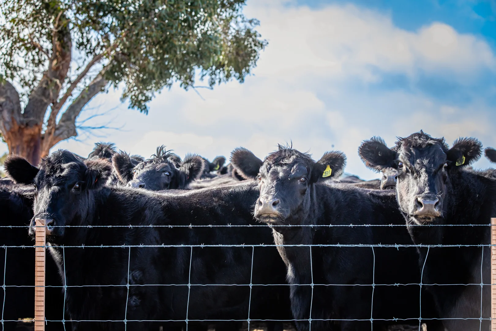 Additional image 4 of 1911 Cadgee Road, Naracoorte SA 5271