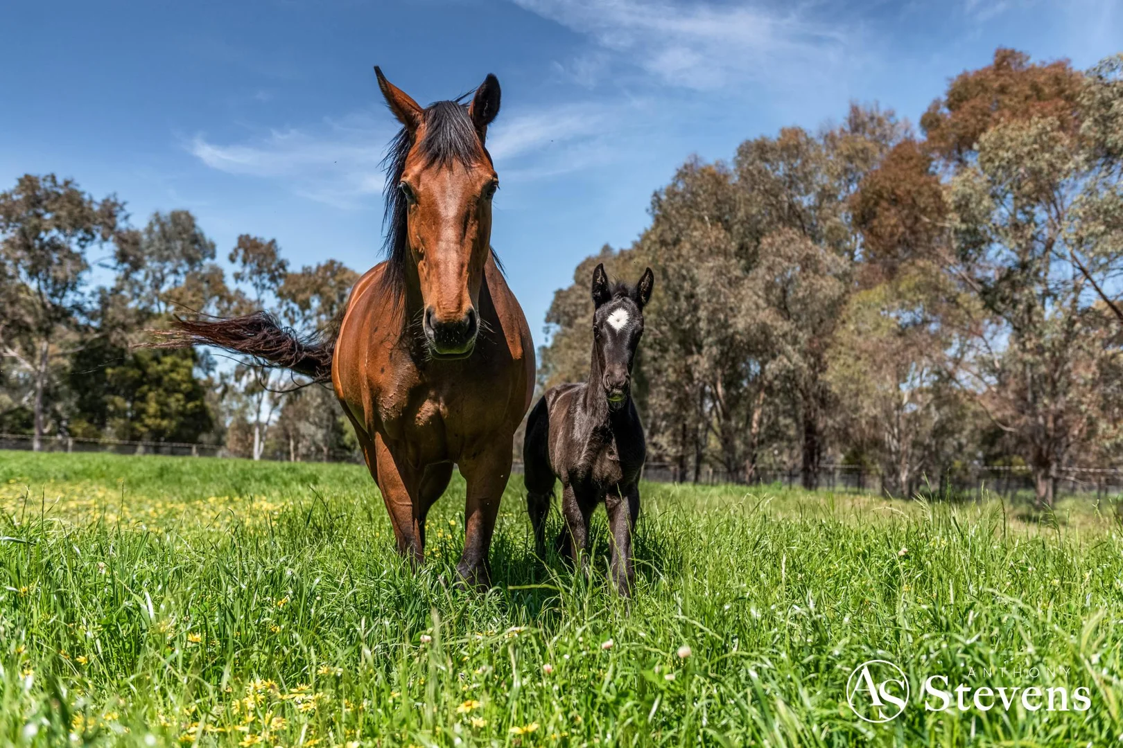 Additional image 29 of 543 Benalla-Tatong Road, Benalla VIC 3672