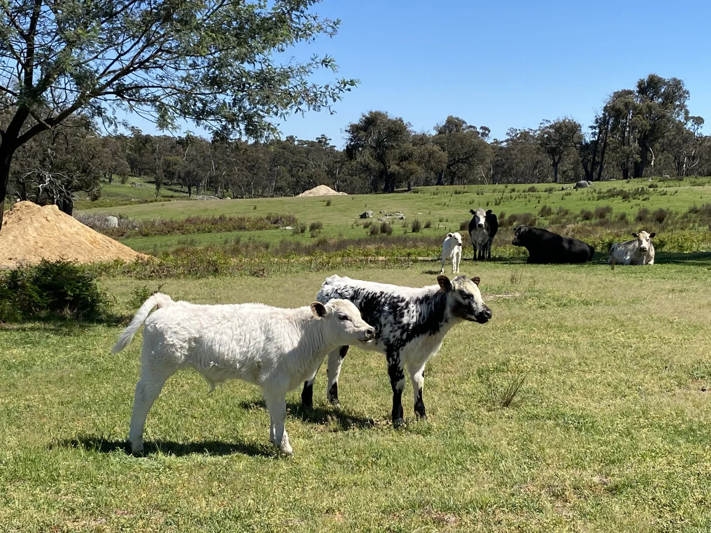 Additional image 9 of 1709 Bigga Road, Bigga NSW 2583