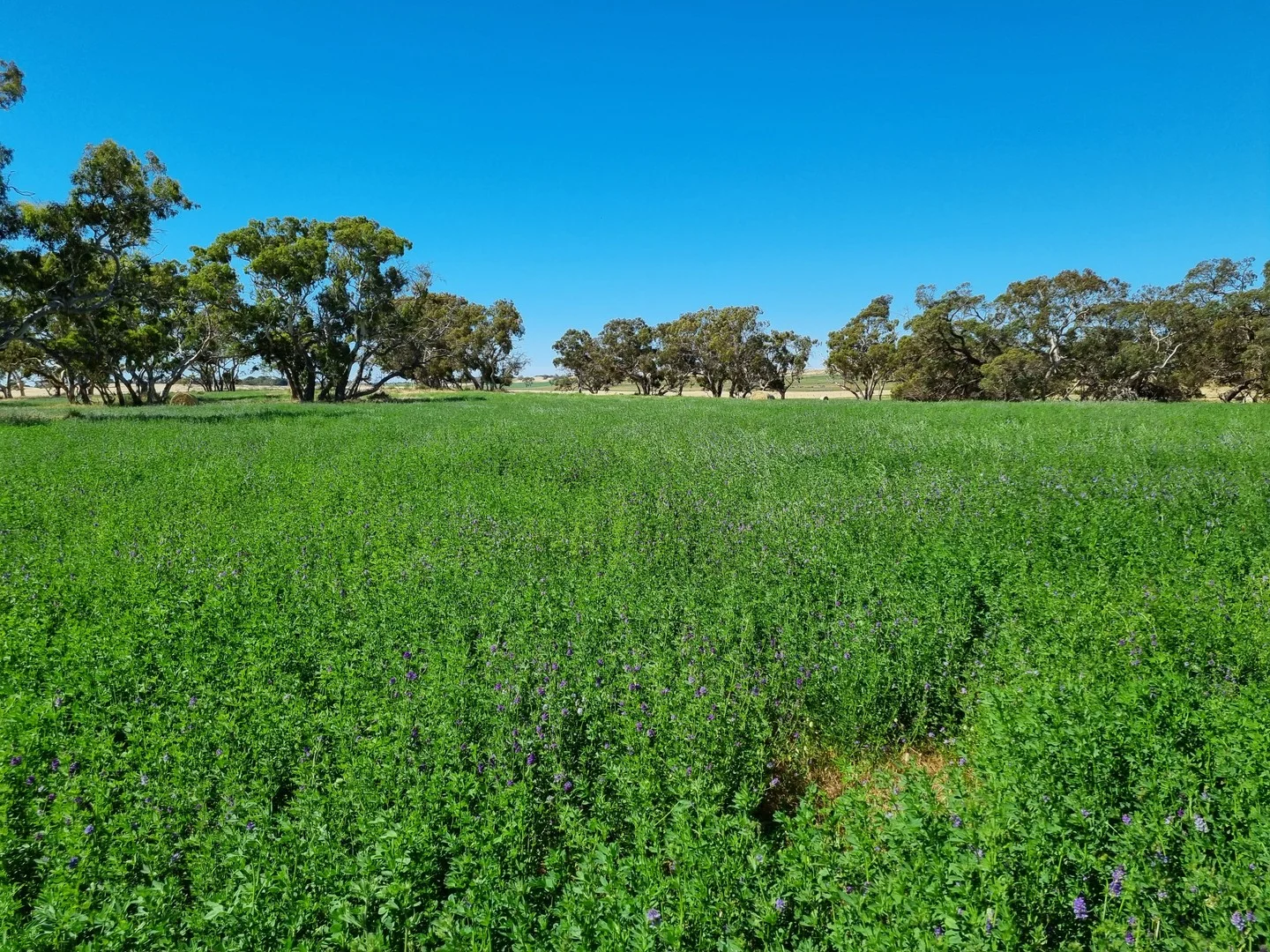 Additional image 2 of 555 Mail Bridge Road, Kingston Se SA 5275