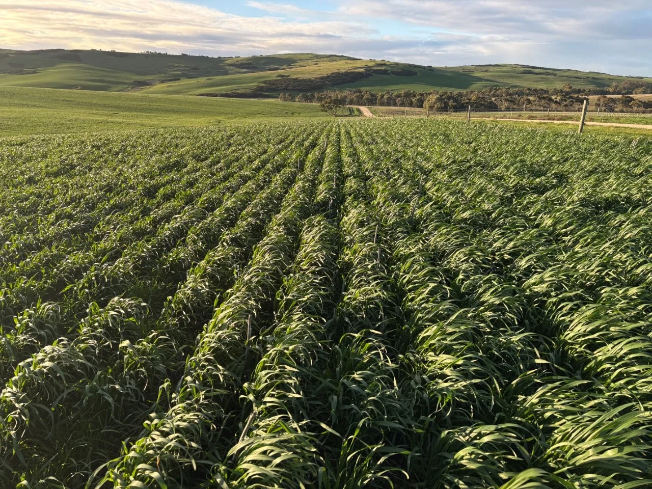 Additional image 22 of Lot 5 McAvaney Lane, Whites Flat SA 5607