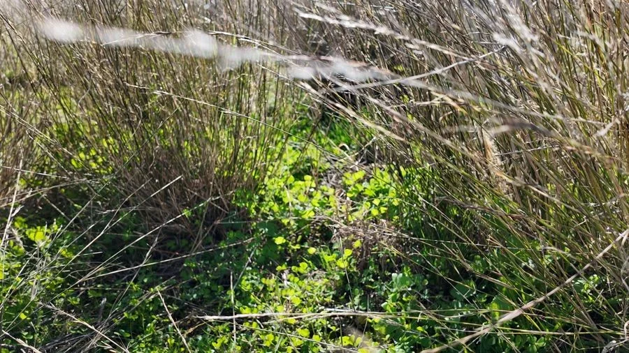 Additional image 6 of 125-291 GOORIANAWA ROAD, Mount Tenandra NSW 2828