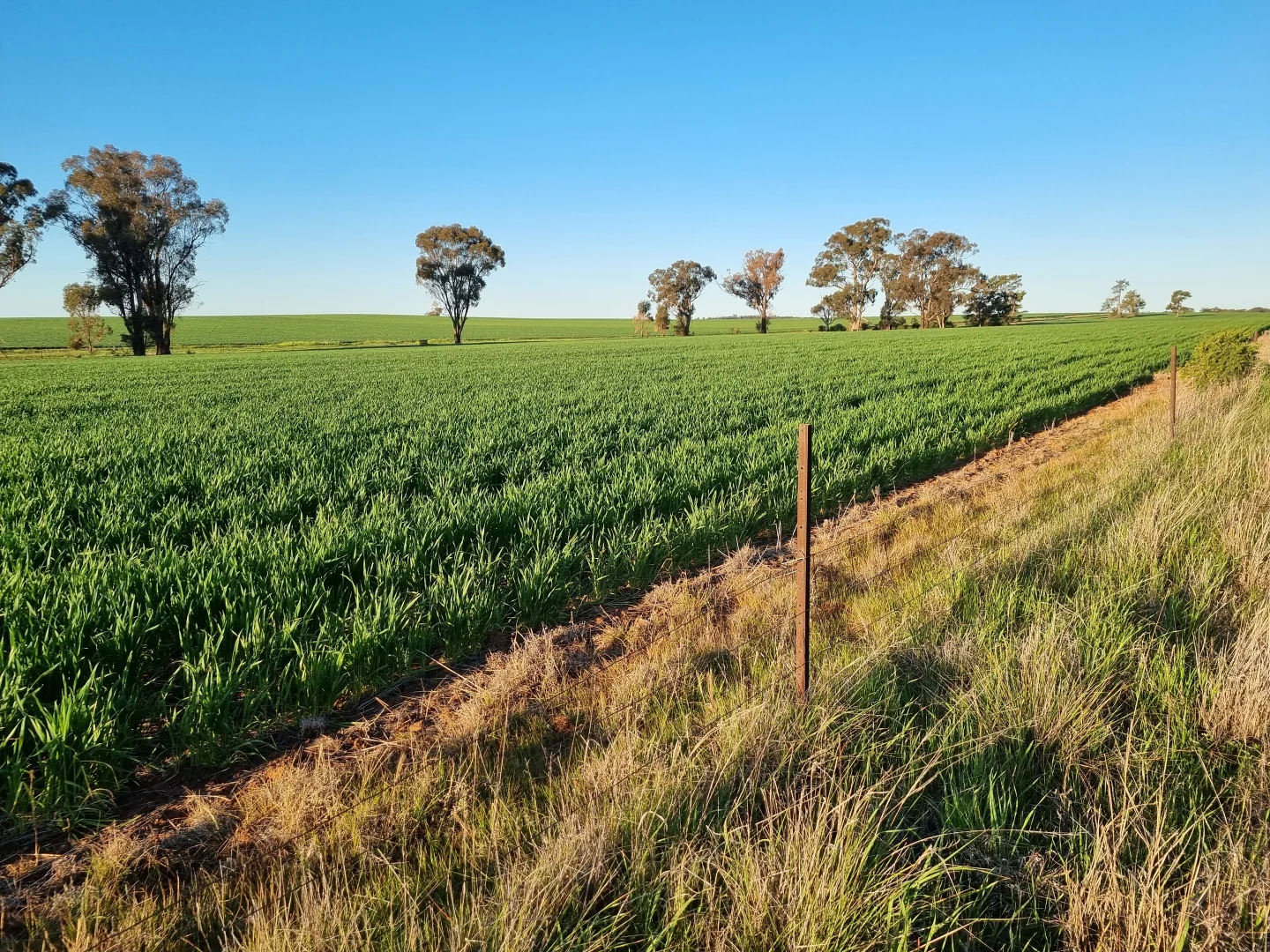 Additional image 11 of 'Craignish' 847 Mirrool South Road, Beckom NSW 2665