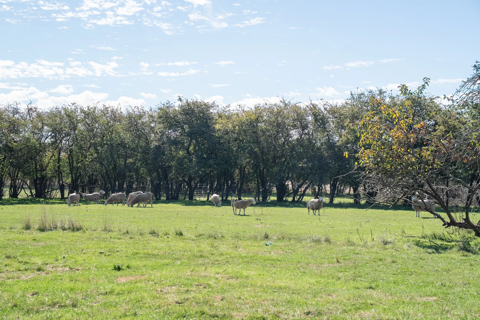 Additional image 26 of 'Hawthorn Park' 83 Sheehans Road, Romsey VIC 3434