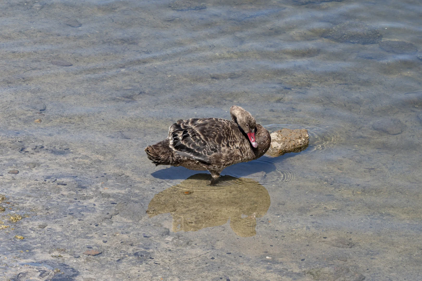 Additional image 12 of Lot 39 Webster Road, Wonnerup WA 6280