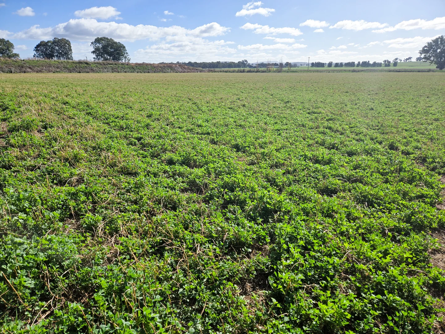 Additional image 19 of 349 Nangar Road, Canowindra NSW 2804