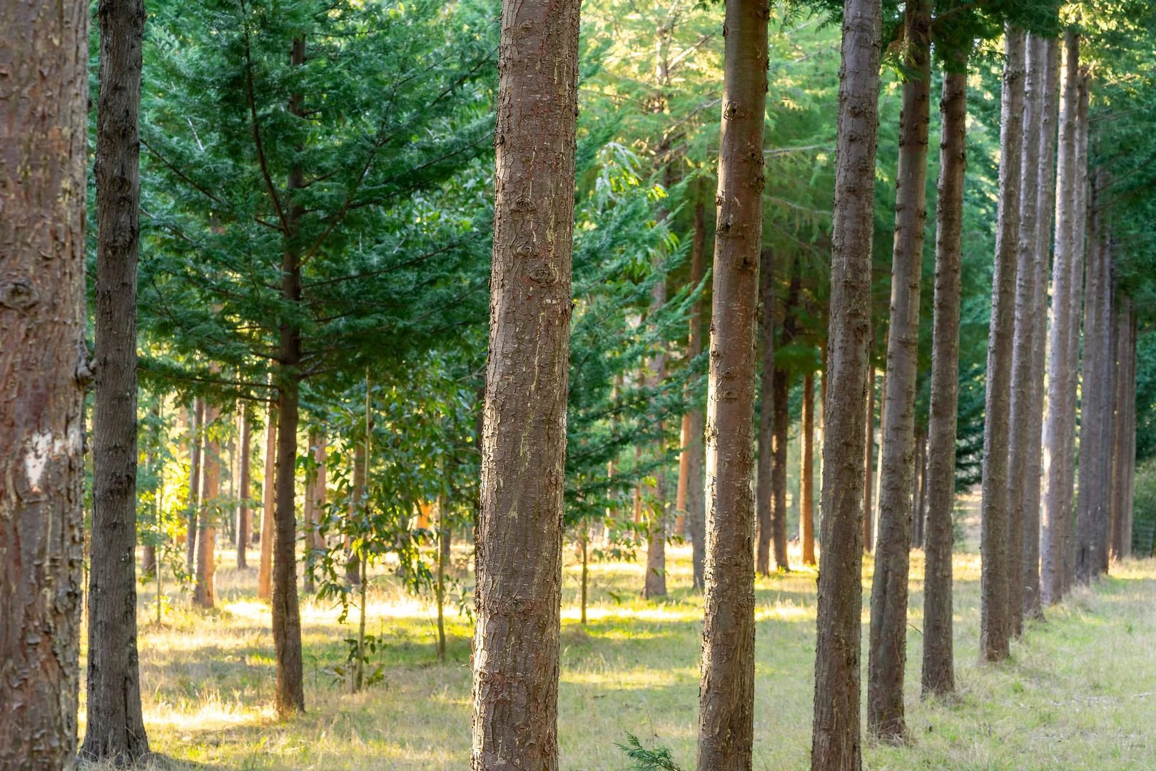 Additional image 5 of 252 Taggerty - Thornton Road, Taggerty VIC 3714