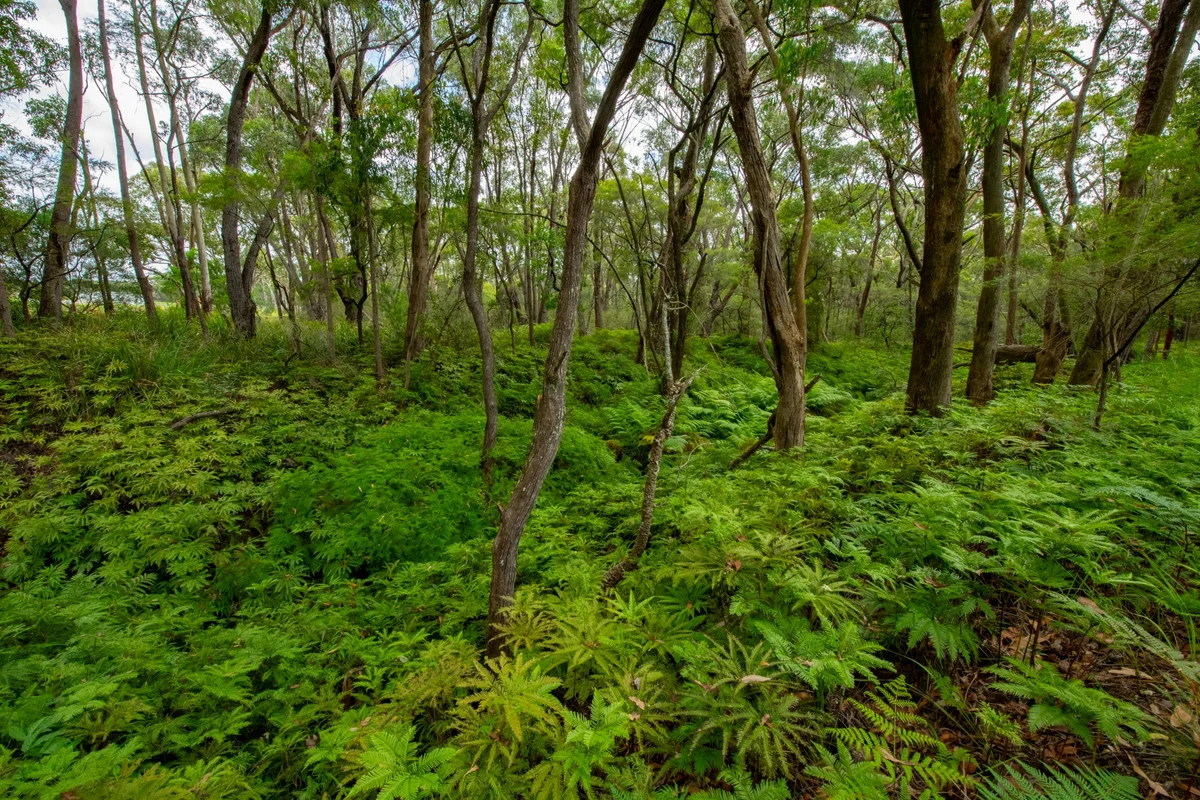 Additional image 23 of 25 Goldsmith Road, Somersby NSW 2250