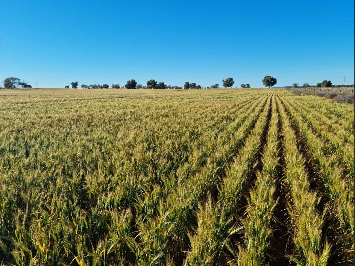 Additional image 13 of 492 Eremeran Road, Condobolin NSW 2877