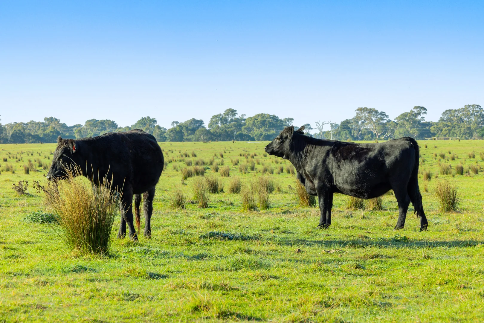 Additional image 18 of 86 Munro-Stockdale Road, Munro VIC 3862