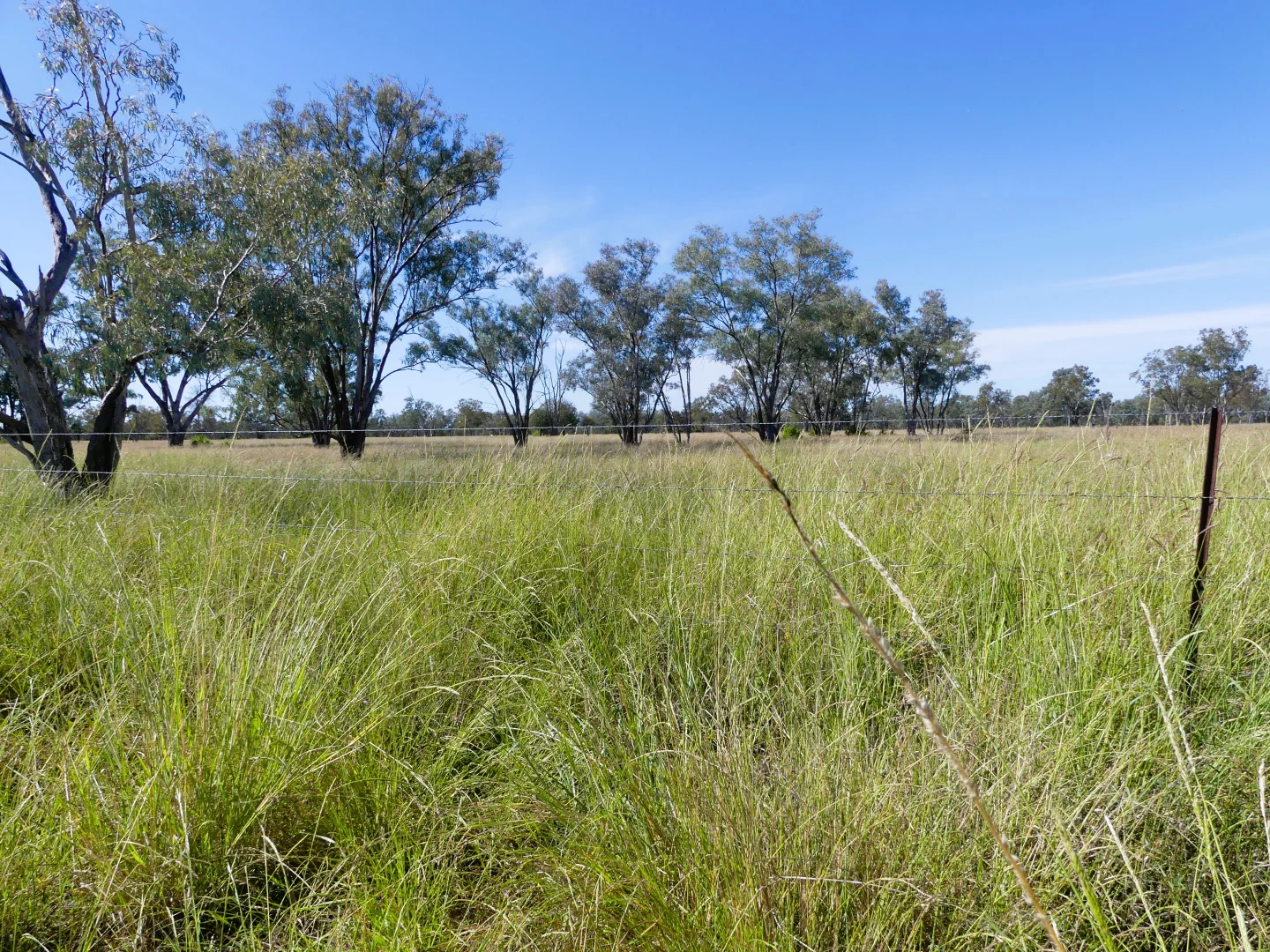 Additional image 34 of 'Glencoe' 28547 Carnarvon Highway, Roma QLD 4455