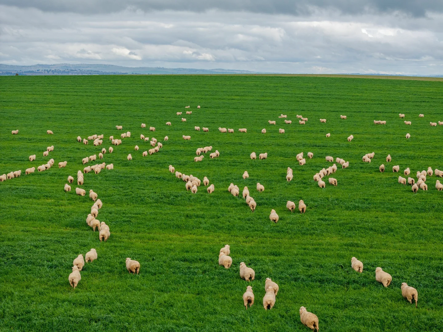 Additional image 18 of 79 Goldfields Way Old Junee Via, Wagga Wagga NSW 2650