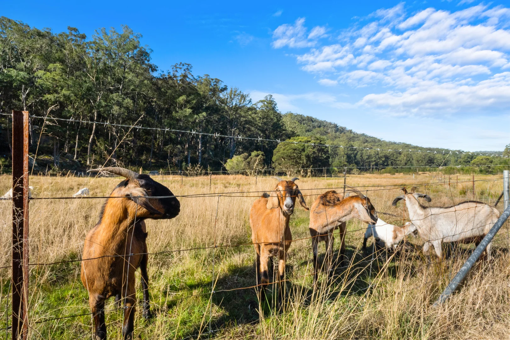 Additional image 23 of 190 Burnt Arm Road, Putty NSW 2330