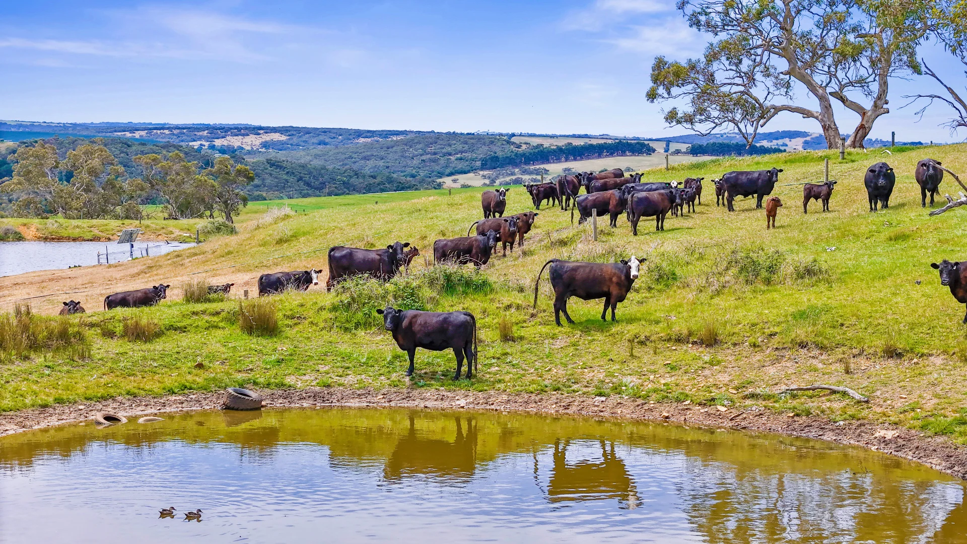 Additional image 10 of 700 Cleland Gully Road, Tooperang SA 5255