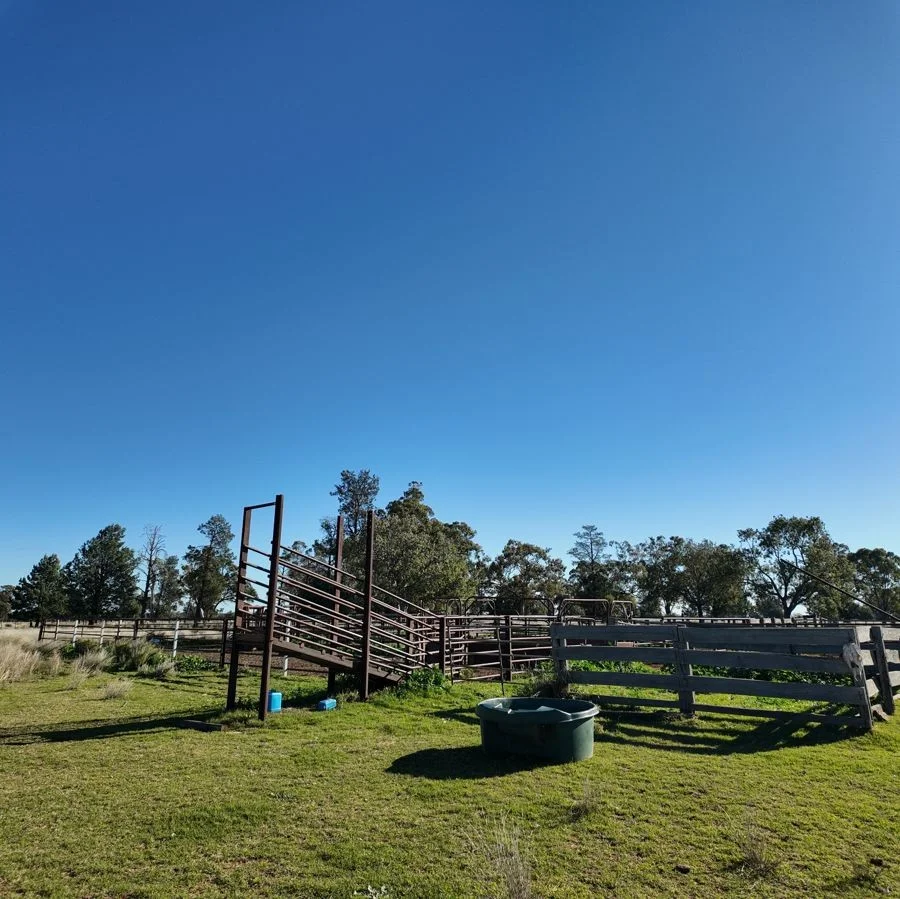 Additional image 10 of 125-291 GOORIANAWA ROAD, Mount Tenandra NSW 2828