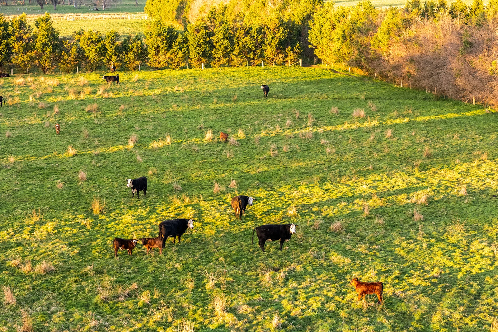 Additional image 14 of 5941 Illawarra Highway, Avoca NSW 2577