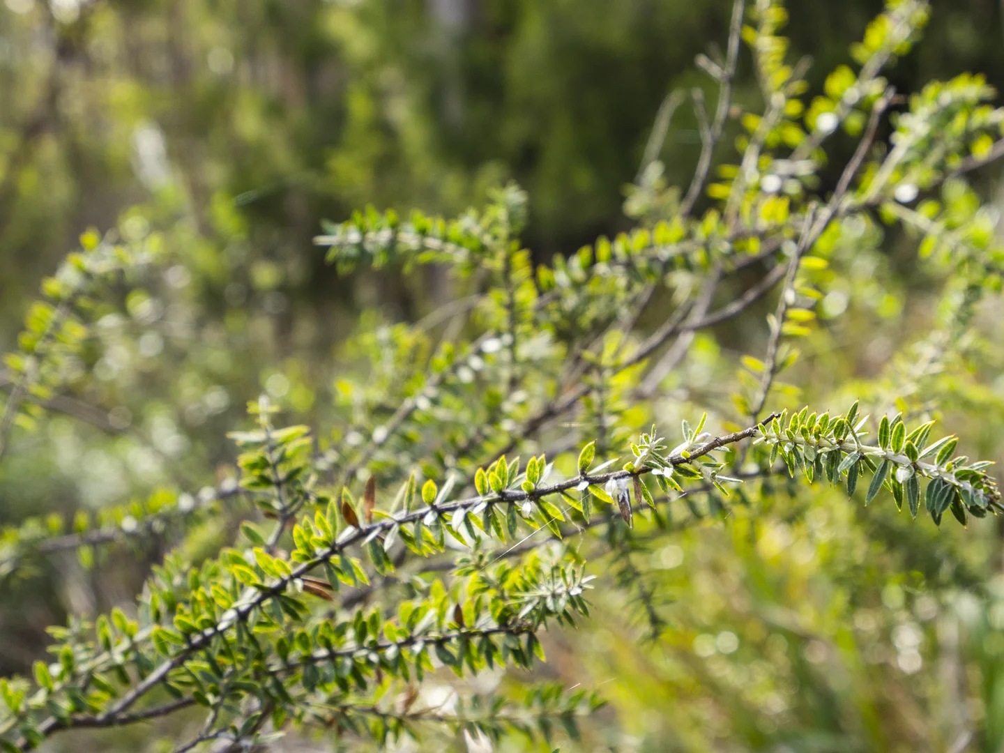 Additional image 8 of Lot 4 Tip Road, Nubeena TAS 7184