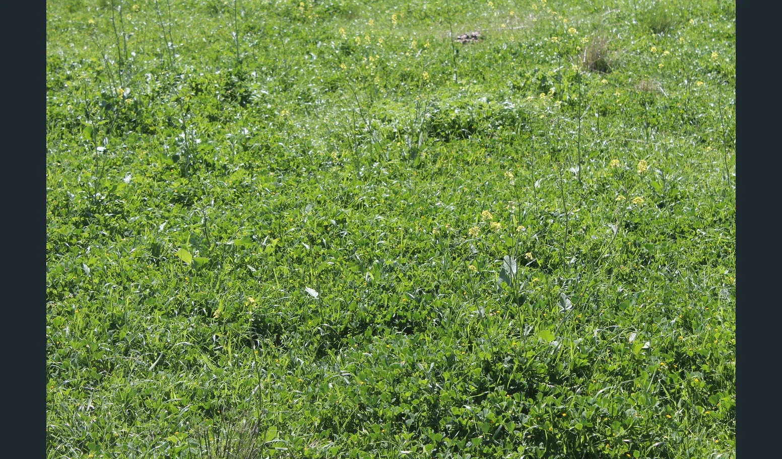 Additional image 9 of Flaggs Road, Merriwa NSW 2329