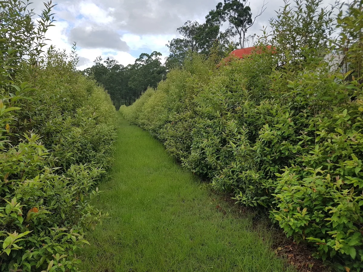 Additional image 20 of 122 Secombs Lane, Hickeys Creek NSW 2440