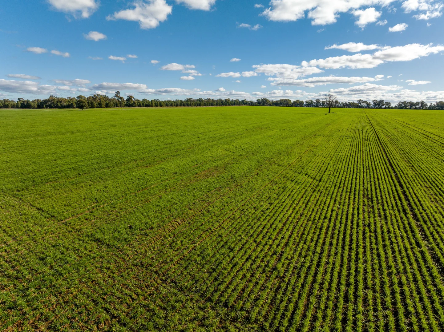Additional image 4 of 795 Younga Plains Rd, West Wyalong NSW 2671
