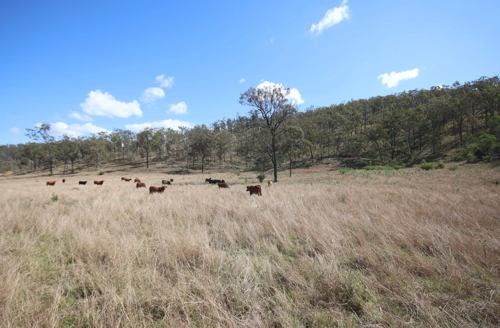 Additional image 6 of 789 Coppin Road, Mungungo QLD 4630