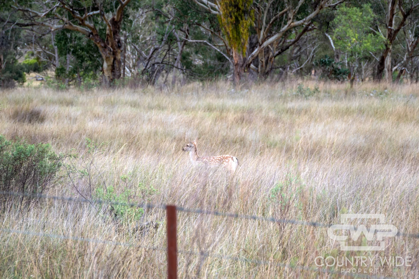 Additional image 2 of 82, 4108 Tent Hill Road, Emmaville NSW 2371