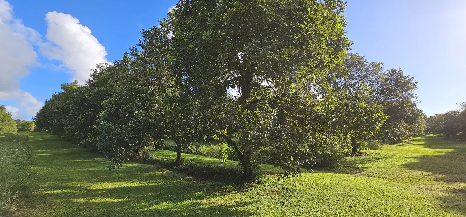 Additional image 15 of 81 Shaws Lane, Alstonville NSW 2477