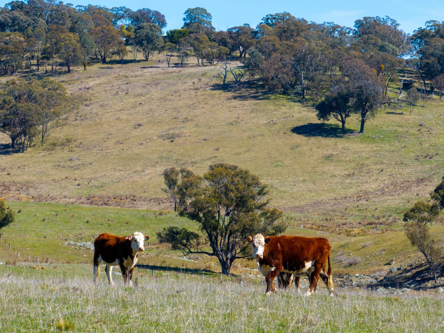 Additional image 8 of 5353 Trunkey Road, Trunkey Creek NSW 2795